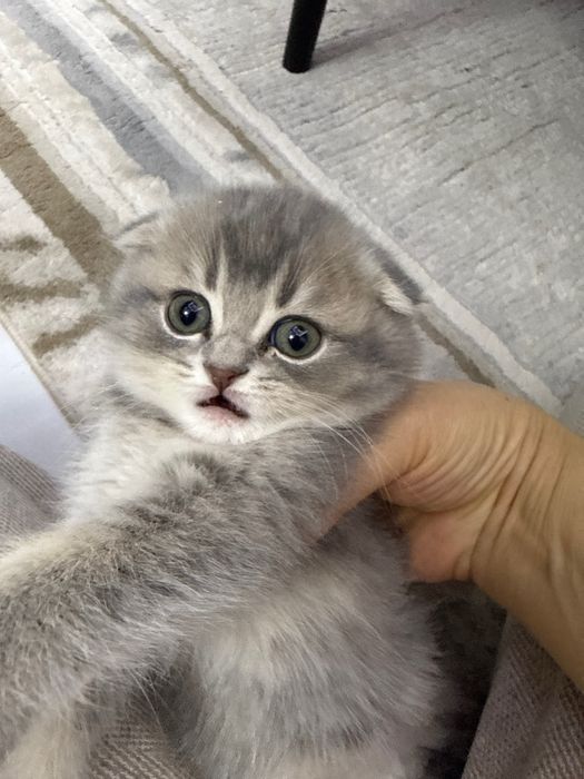 британский скотиш фолд