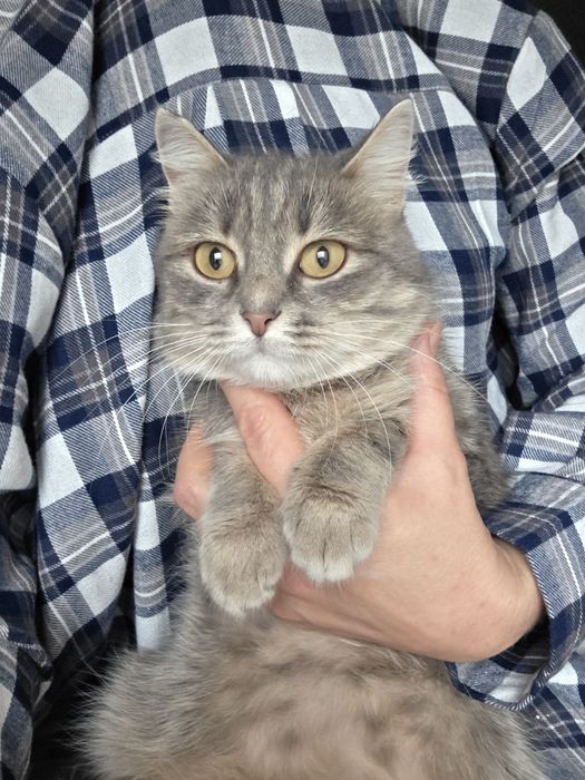 Молодые воспитанные коты