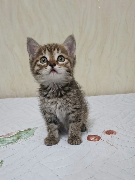 Котенок Лёва в хорошие ручки