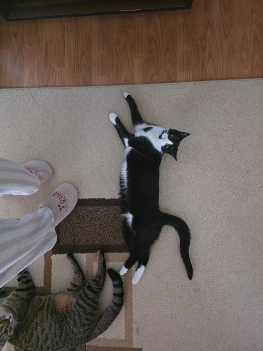 Adoptie pisica sterilizata tuxedo