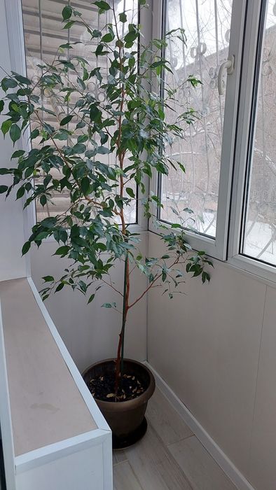 Фикус Бенджамина