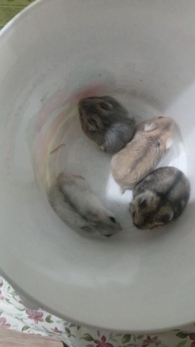 Хомечки джунгарики