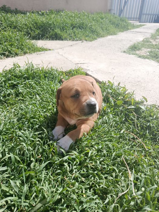 Продам щенка в хорошие руки