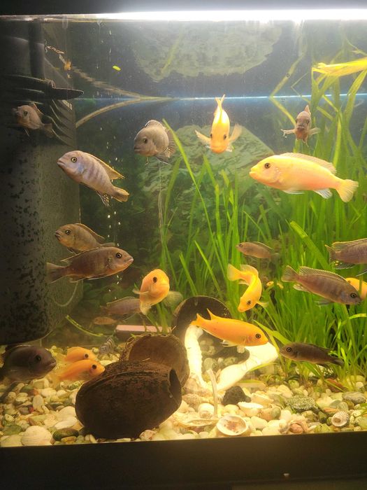 Декоративни рибки