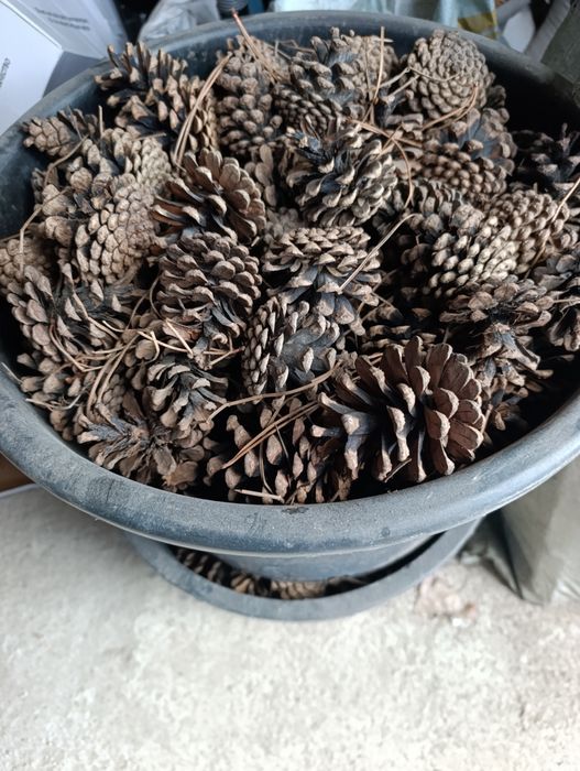 Шишки сосновые для копчения