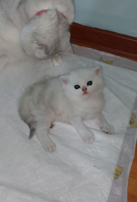 Британ, чистокровьный