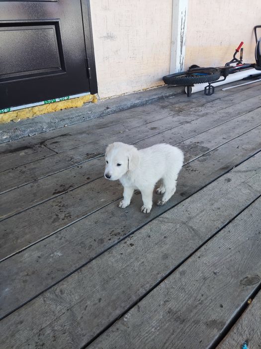 Продам щенят "Тазы"