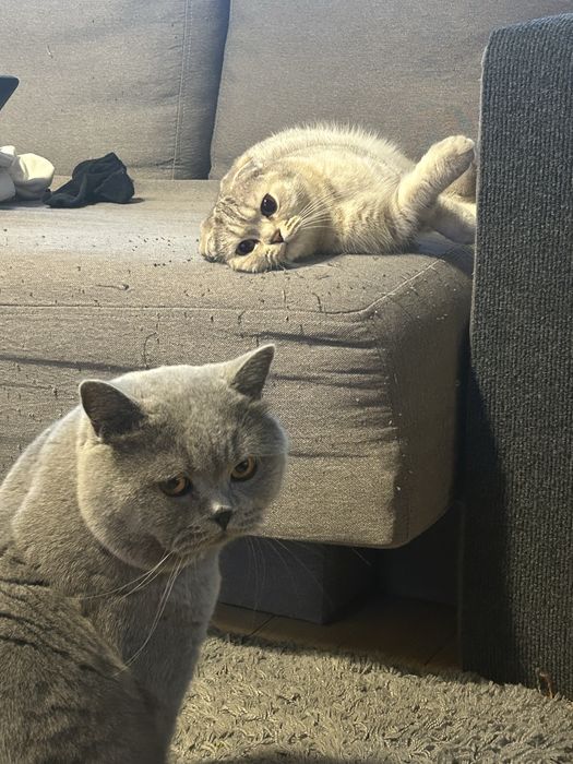 Клепоухо късокосместо британско опушено таби момченце търси своето семейство