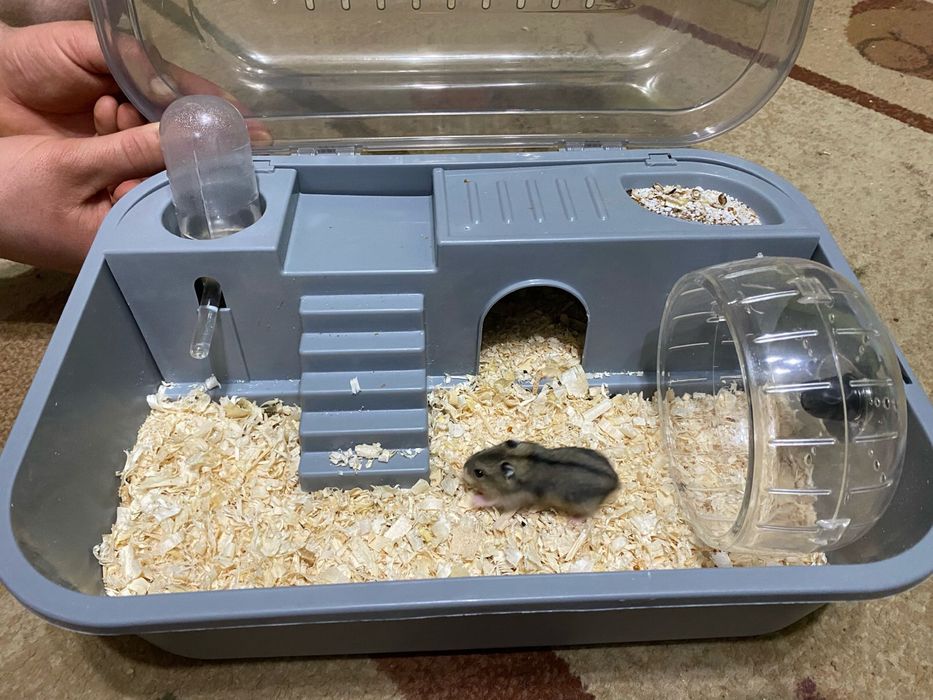 Продается бокс с хомяком