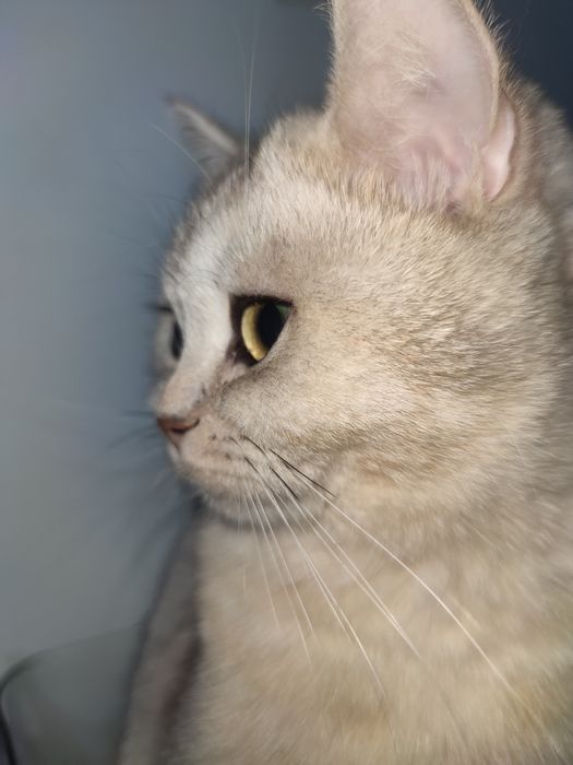 Qiz mushuk vyazka uchun techkasi kegan