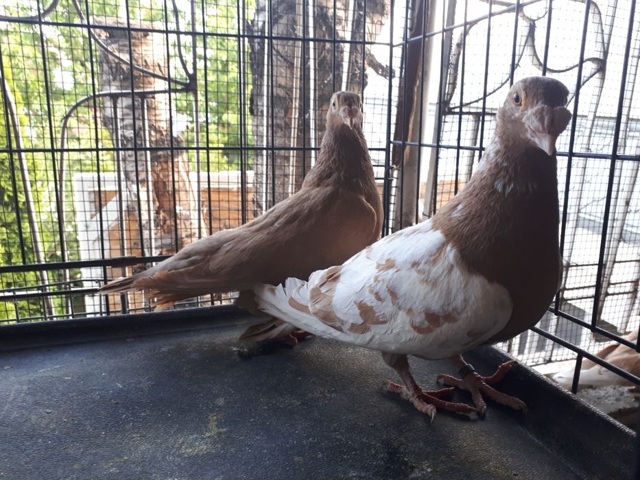 De vânzare porumbei voiajori stil vechi