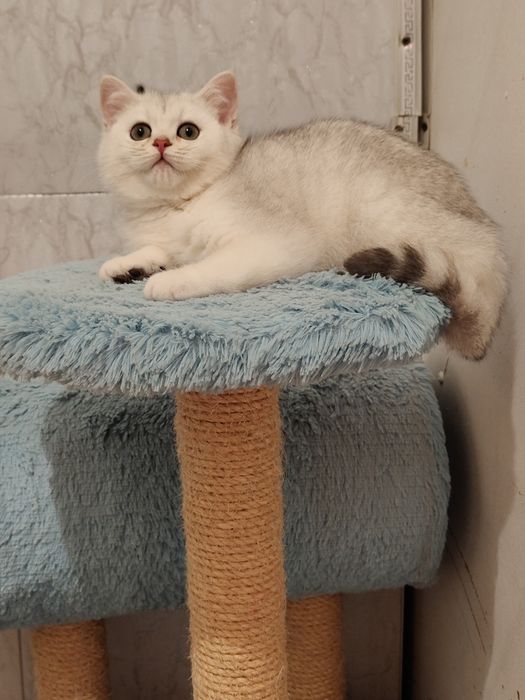 Шиншиллы котята Серебро