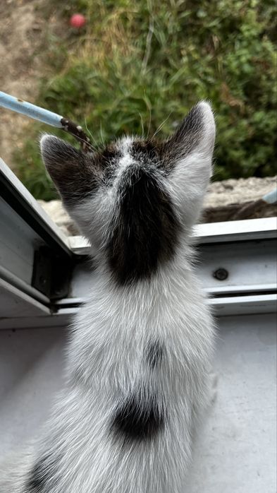Котенок мальчик
