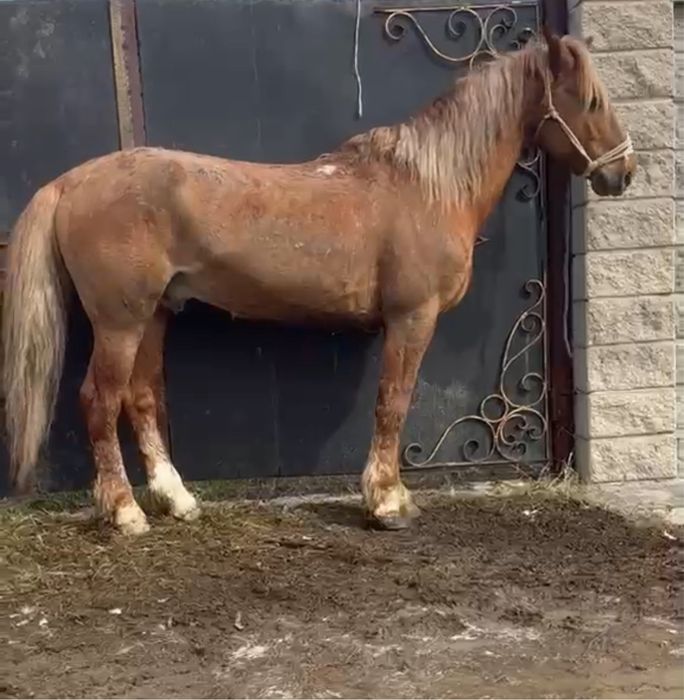 Продам лошадь верховую