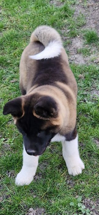 Disponibil Akita American