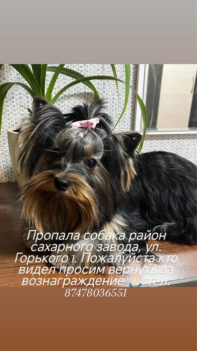 Пропала собака  боралдай