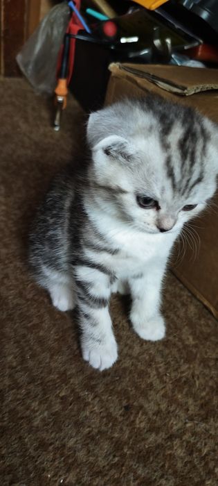 Продаются котята