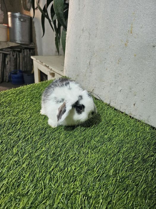 Karlik baran quyonchalar