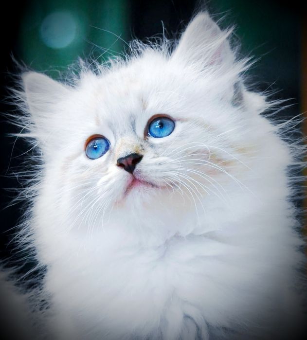 Невска маскарадна мъжко котенце