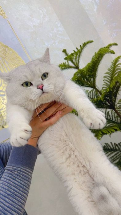 Вяскага Британиски Шиншилла 1.5 йош вяскани яхши к,илади