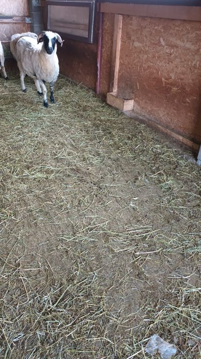 De vânzare o stearpa bună