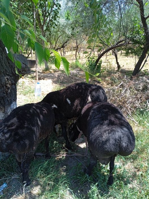 60 50 40 kilo gosh beradi uyda boqilgan oladganla bosa kelishamiz