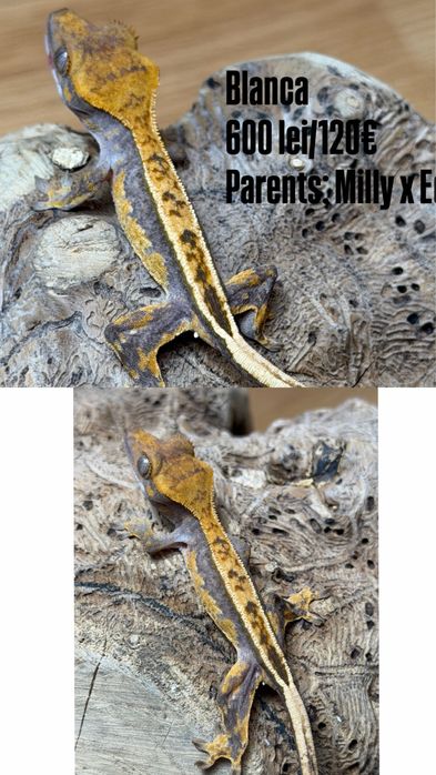 Crested gecko/ soparla/gecko cu creasta/reptila