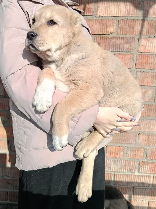 Продам щенков азиатов