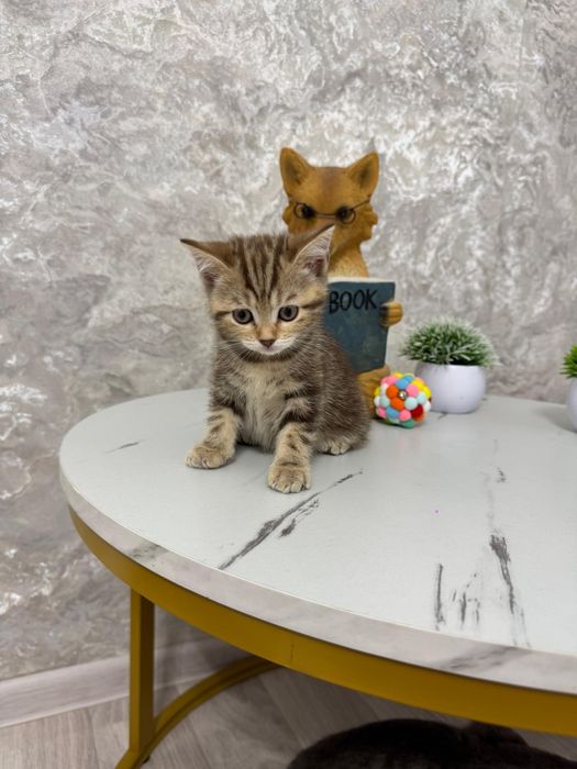 Продаются котята