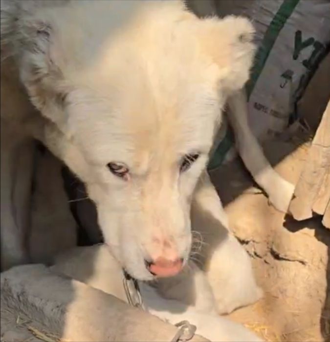 Продам щенков алабая, свои. Хвост и уши порезаны