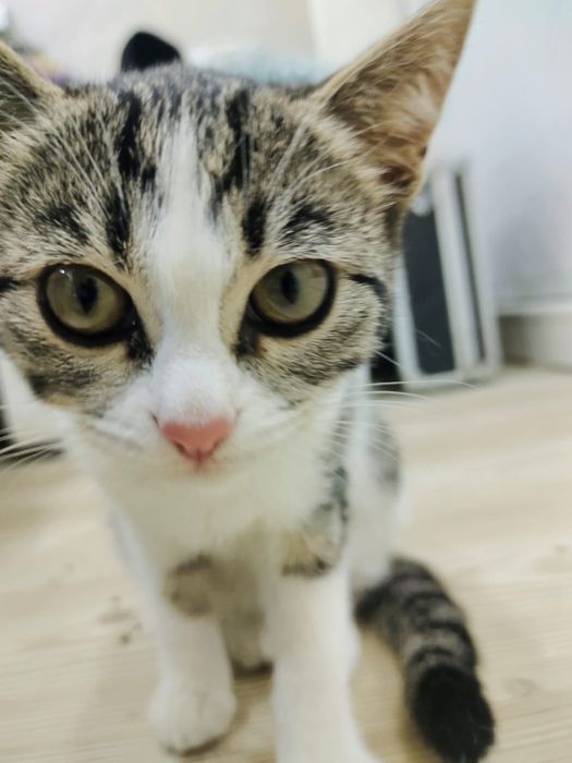 Отдам котёнка в хорошие руки