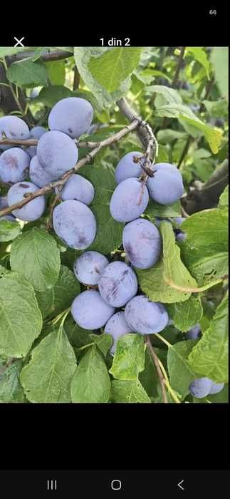 Vand Prune de Tuica si Palinca