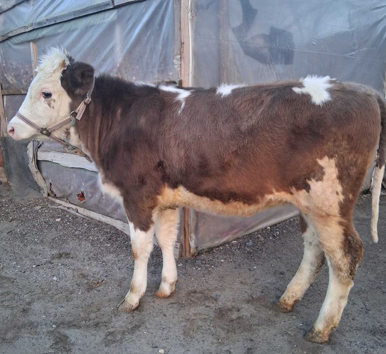 Vând vițică de rasă