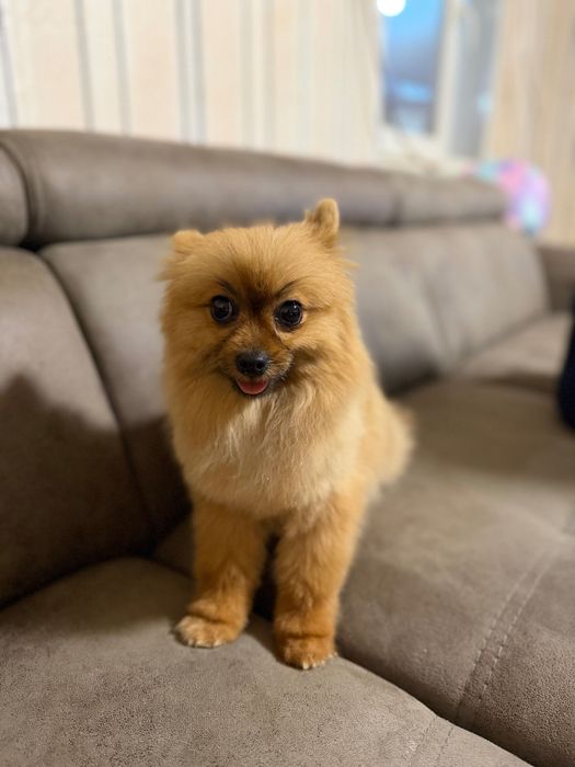 Мъжки померан  на 9 месеца