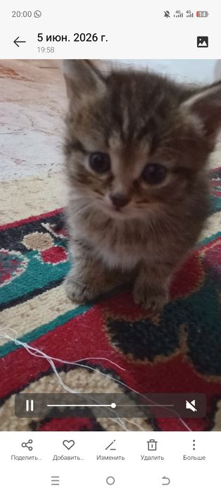 Отдам котят в добрые руки