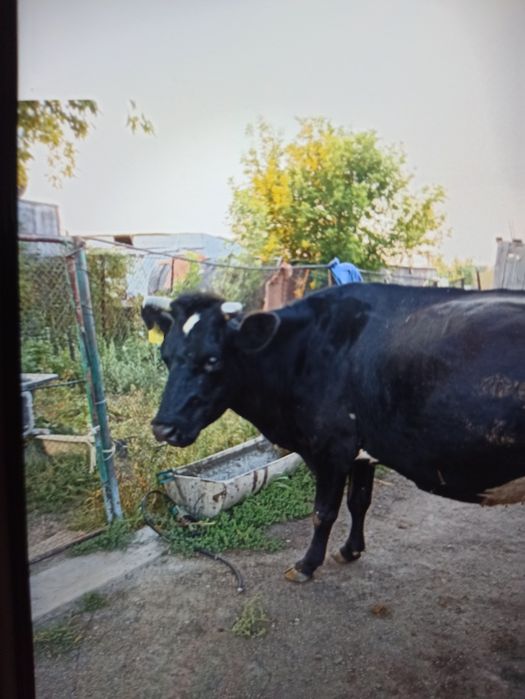 Продам молочную корову.
