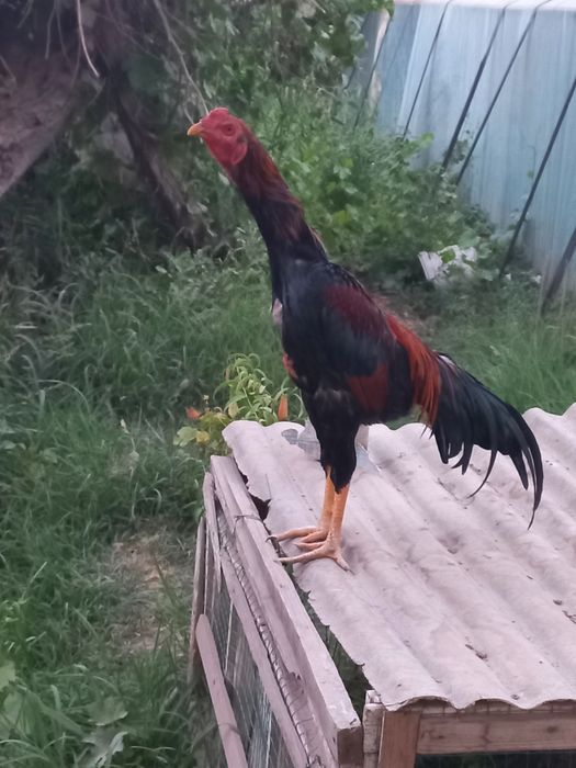 Срочно сотилади хўрозча