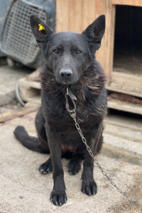 Немецкая овчарка