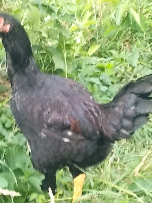 Vând cocos ,Combatant indian negru