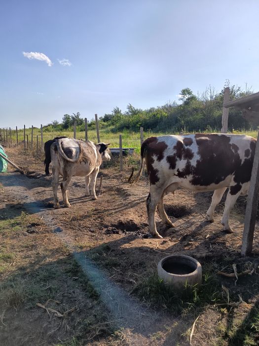 Desființez ferma Vaci , avem si Vaci cu Lapte Vitele,Tauri