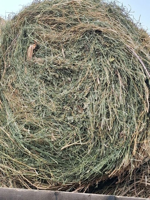 Vând baloți de luțărnă