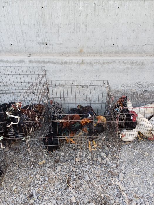 Bozor xar chorshanba va shanba kunlari