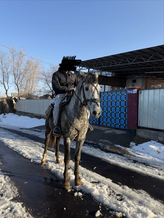 Продам жеребца 7 лет , рост 1.68