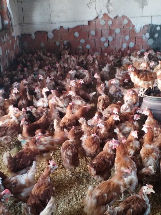 Ouicute tinere crescute la sol