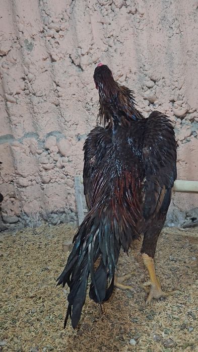 Privaznoy Yapon shamo ataka