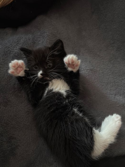 Отдам котенка в хорошие руки