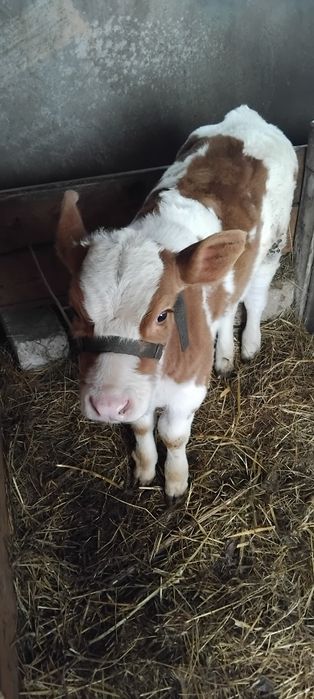 Vând vițică bălțată românească