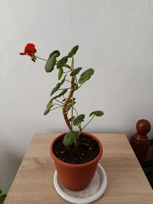 Комнатные растения. Бугенвиллия.Пеларгония.