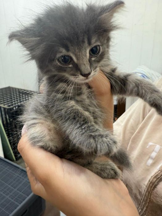 Котенок котята ищут дом