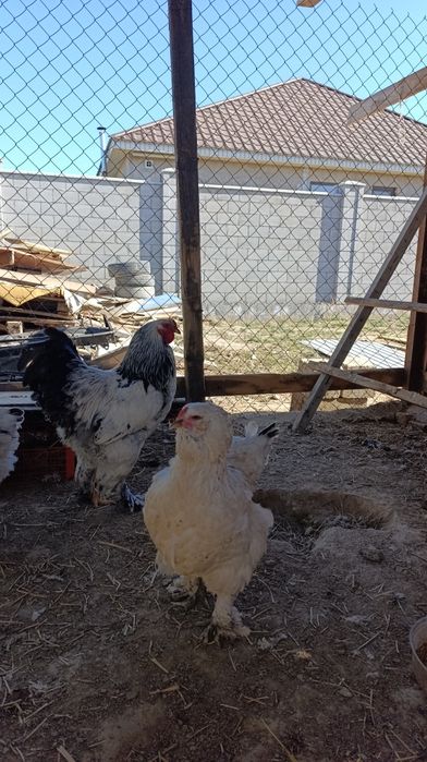 Инкубационное яйцо пароды Брамы